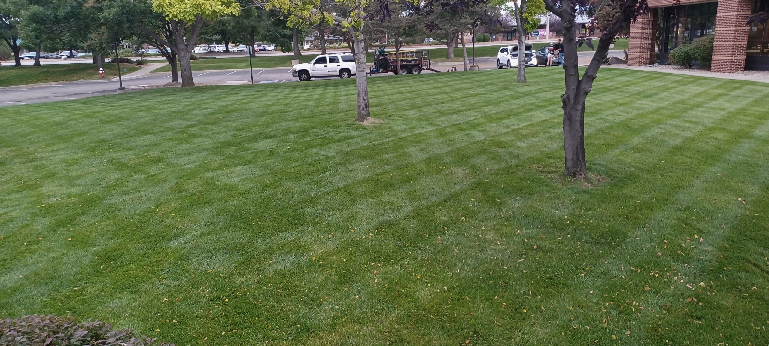 Lawn & Plant Design project