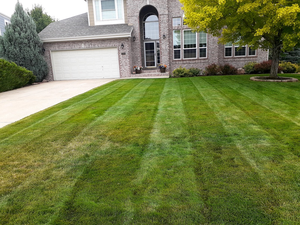 Lawn & Plant Design project